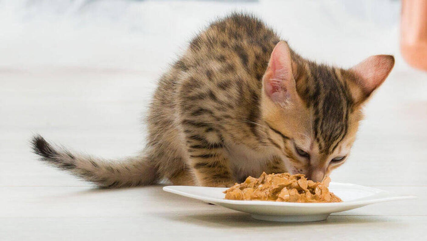 Wet Food vs. Dry Cat Food 