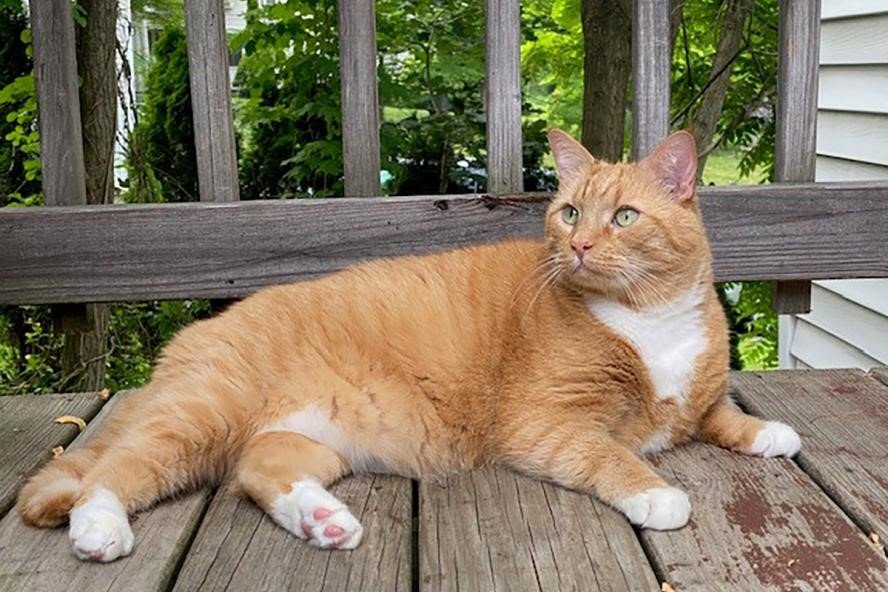 Overweight Cats 