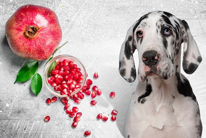 pomegranate to your dog