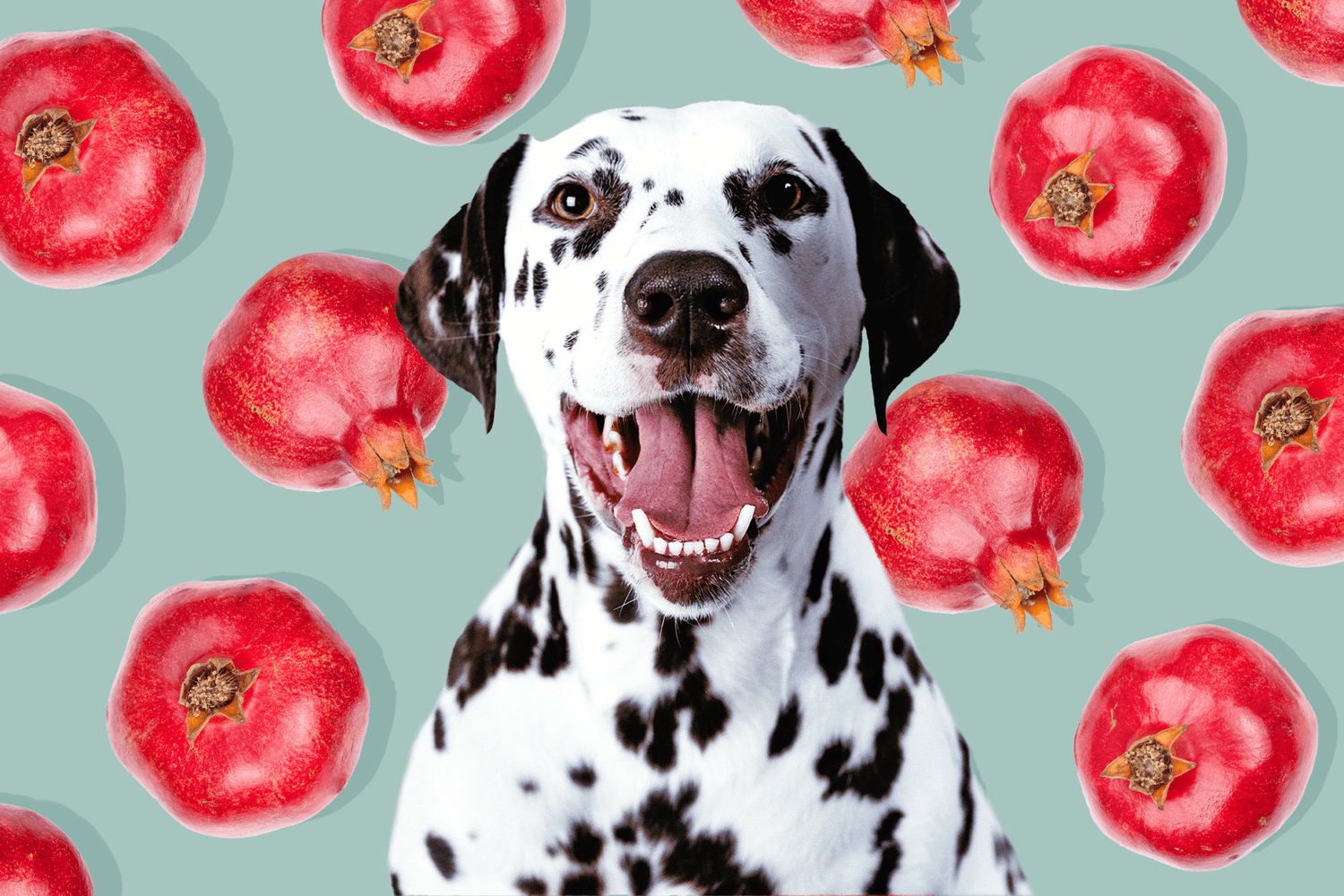 Dog Eats Pomegranate