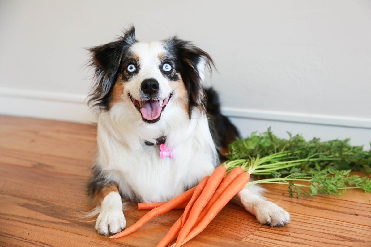 Carrots for dog