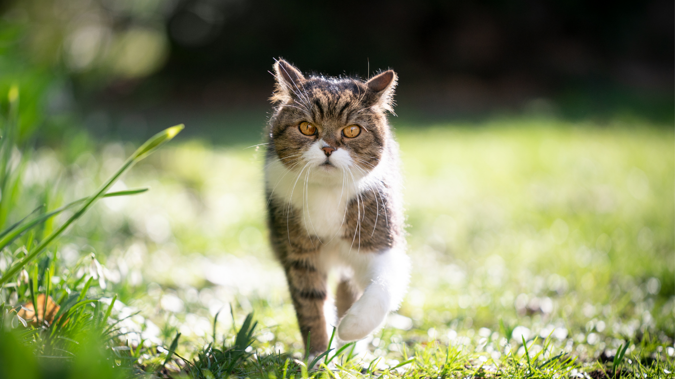 Provide a Safe Outdoor Space for cat