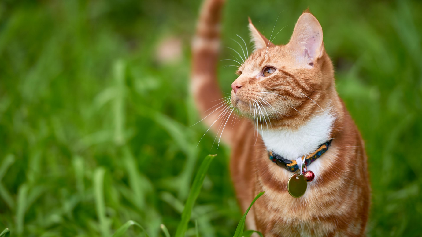 Provide a Safe Collar for cat