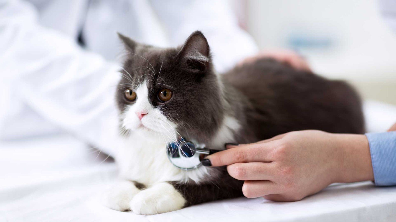 Regular Health Check-ups of cat