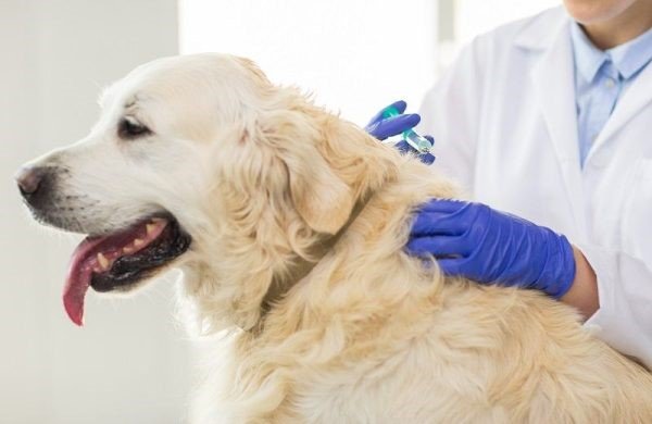 Common Dog Diseases 