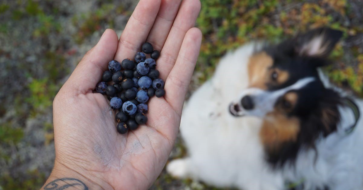 Health Benefits of Blueberries for Dogs 