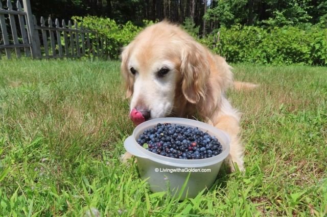 blueberries are generally safe for dogs
