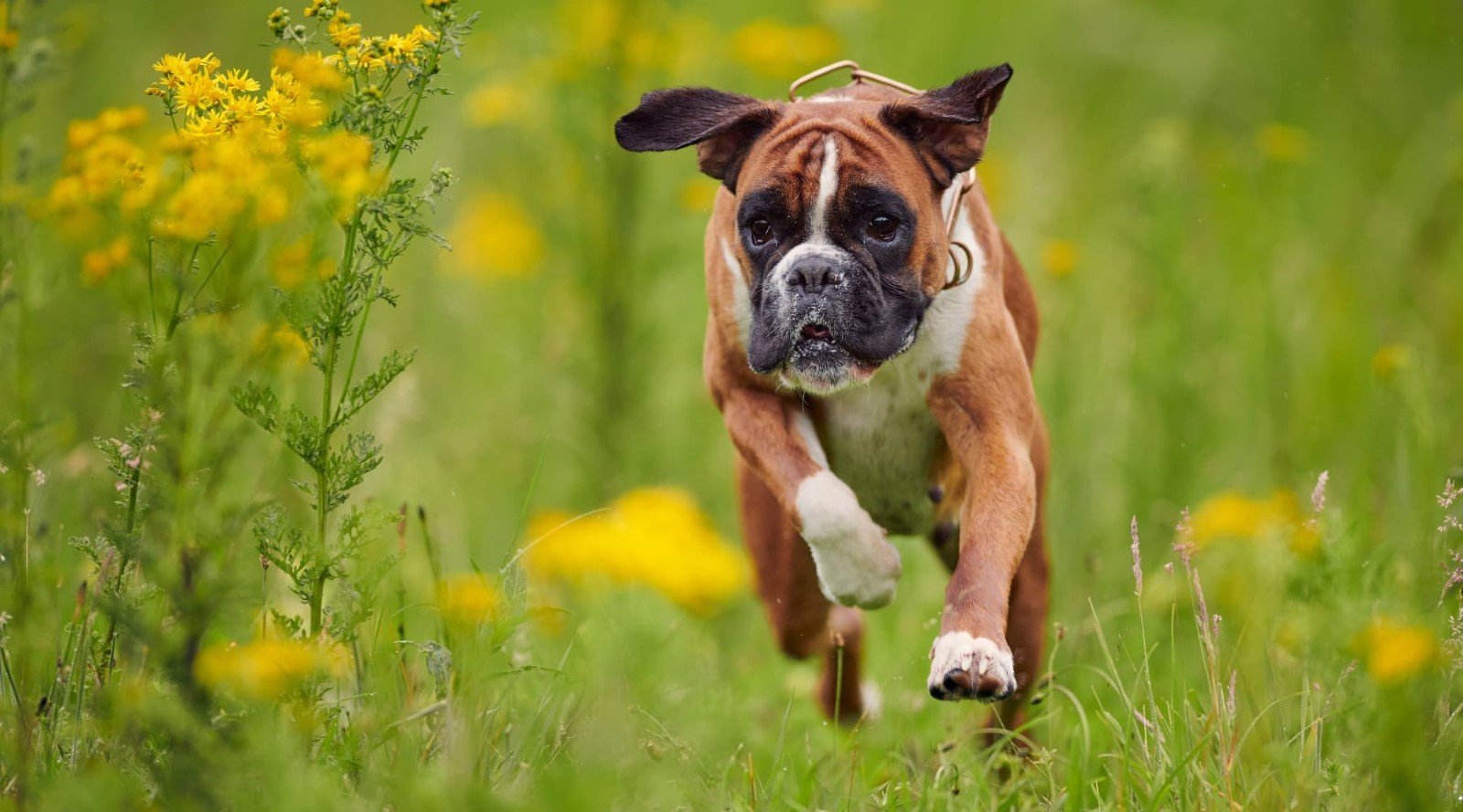 How to Care for Your Boxer's Health? 