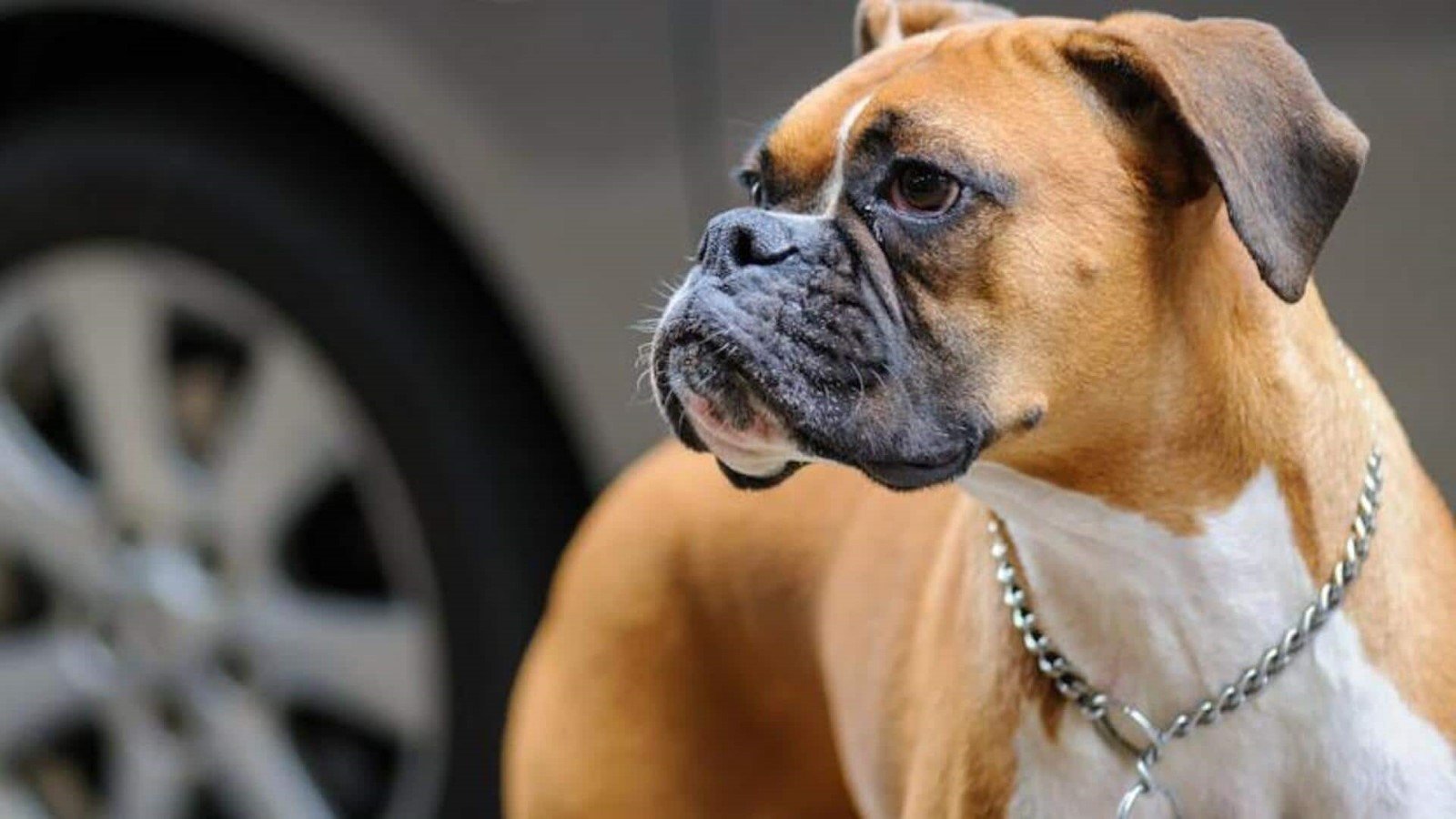 boxer Genetic Considerations 