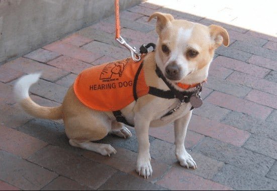 Types of Service Work Suitable for Chihuahuas
