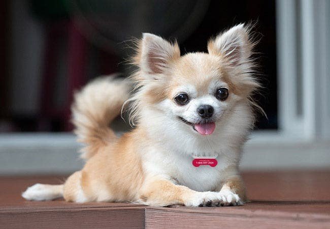 properly trained Chihuahua service dog 