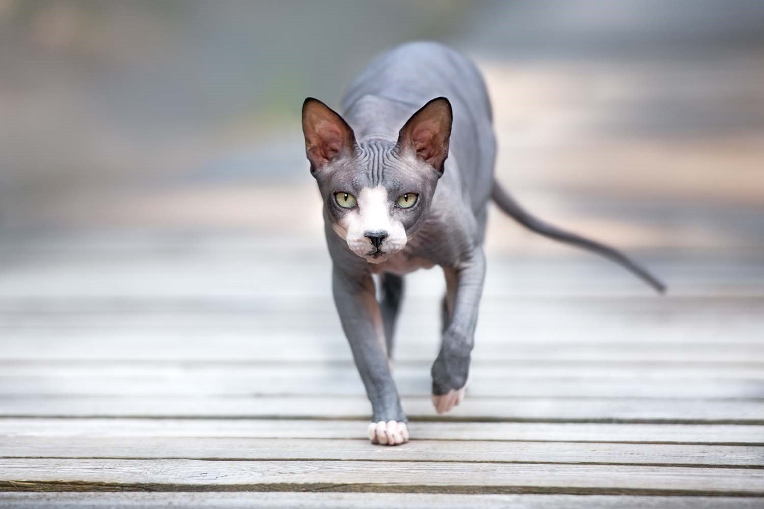 Factors Affecting Allergen Levels in Cats 