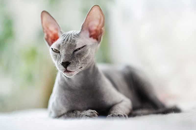 Comparing Hairless Cats to Other Breeds 