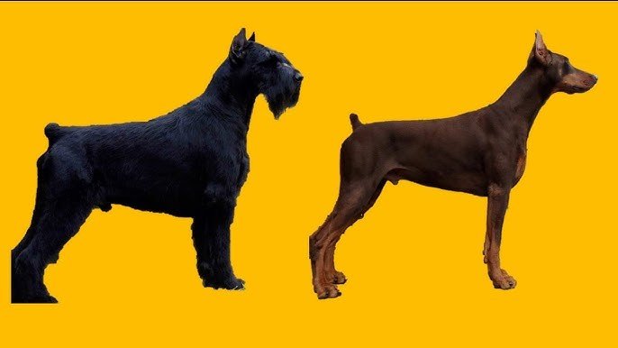 Giant Schnauzer 