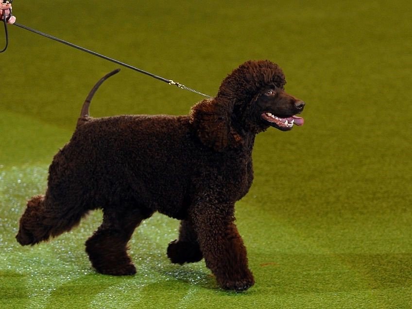 Irish Water Spaniel 