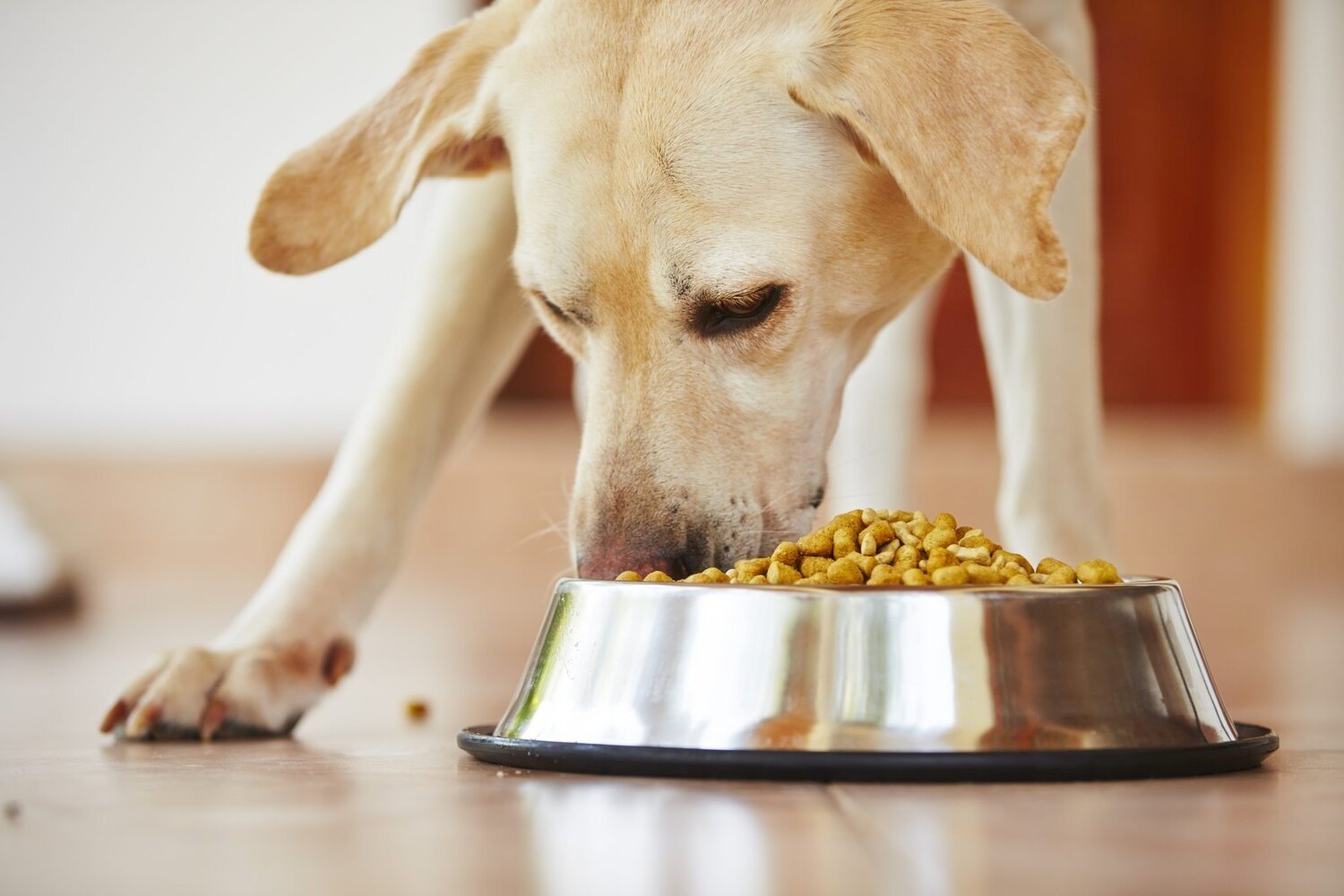 What are the Key Benefits of Freeze-Dried Treats? 