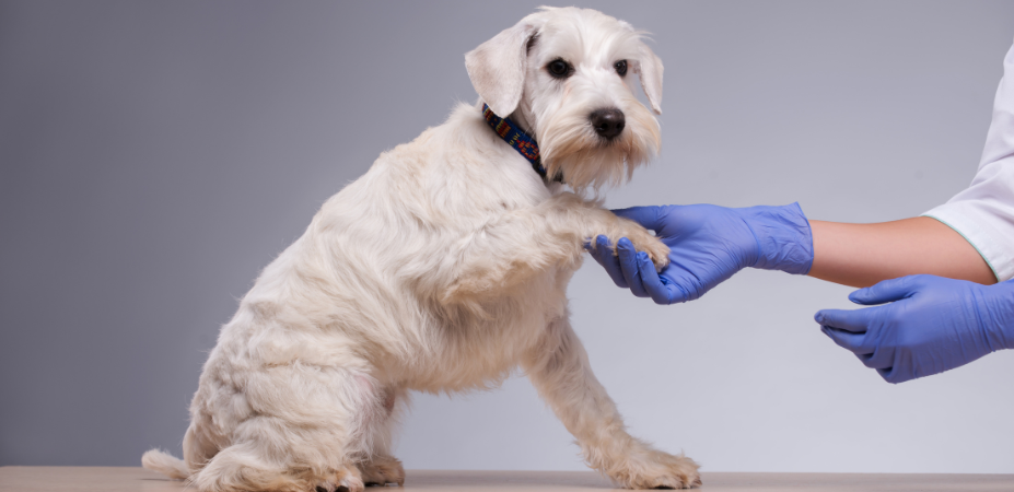 Bond Vet 