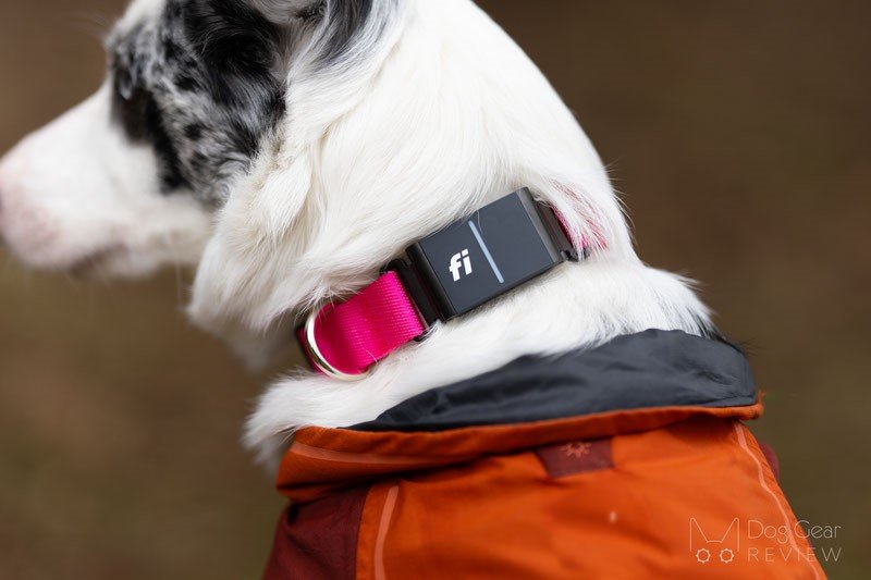 Benefits for Pet Parents 