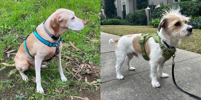 Proper measurement is essential for both collars and harnesses