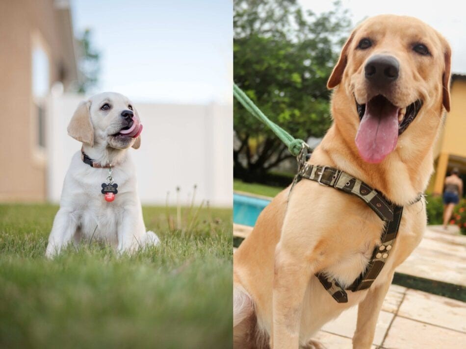 collar or harness is best for a puppy