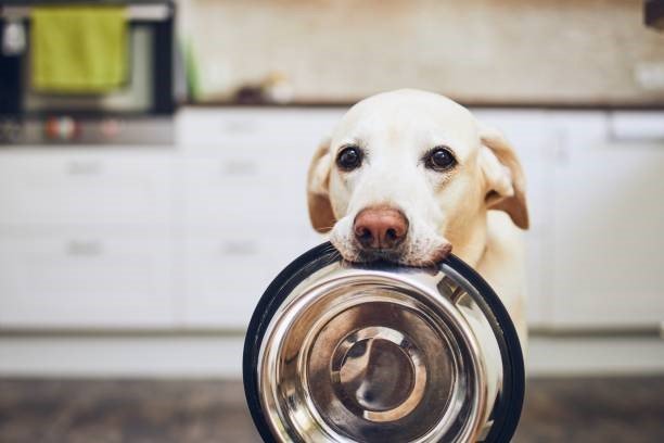 How Can I Prevent My Labrador from Becoming Overweight? 