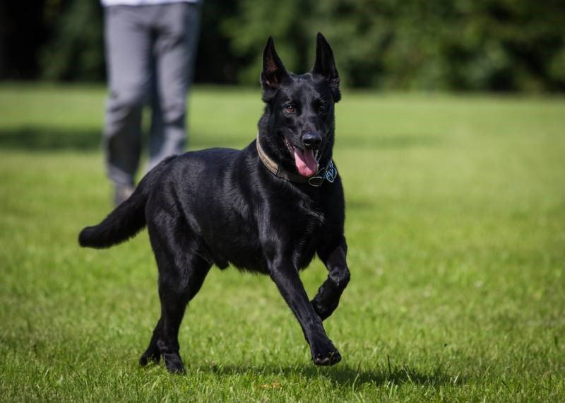 Malinois owners successfully train their puppies