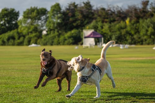 What Actually Happens in a Dog's Brain During Play