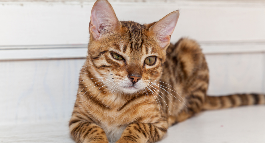 Egyptian Mau vs Bengal Cat: Characteristics, Care, and Cost Comparison