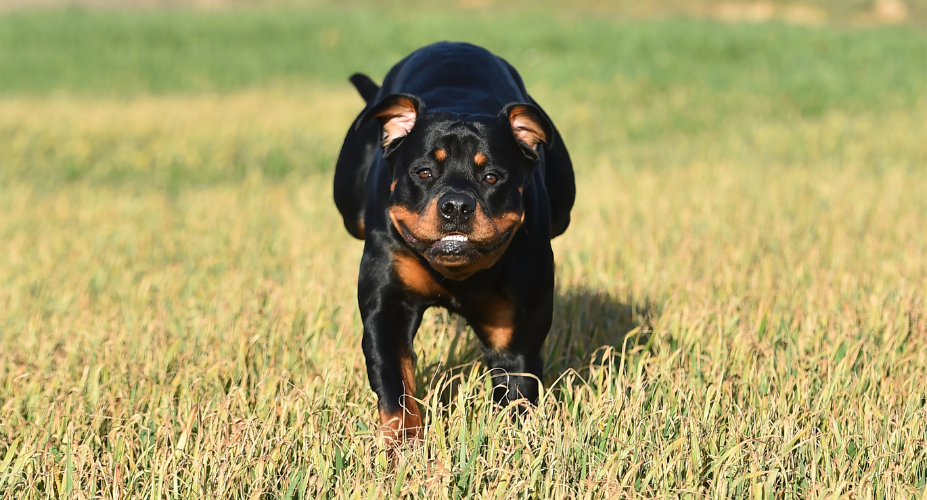 A Rottweiler Purr