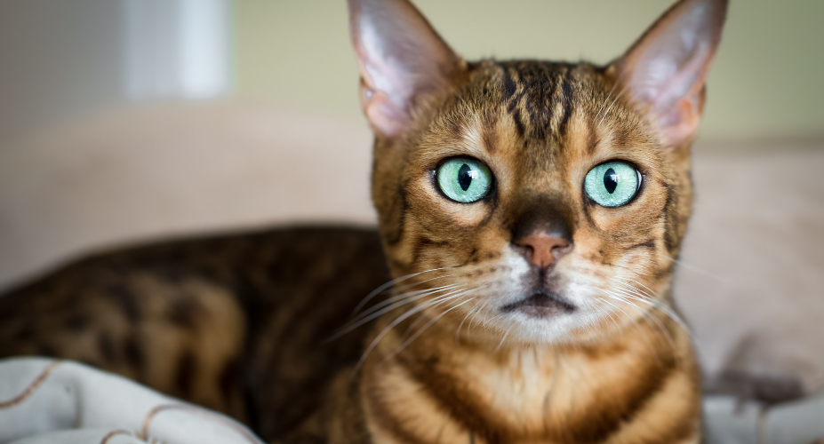 How Much Are Bengal Cats? A Comprehensive Guide for 2024