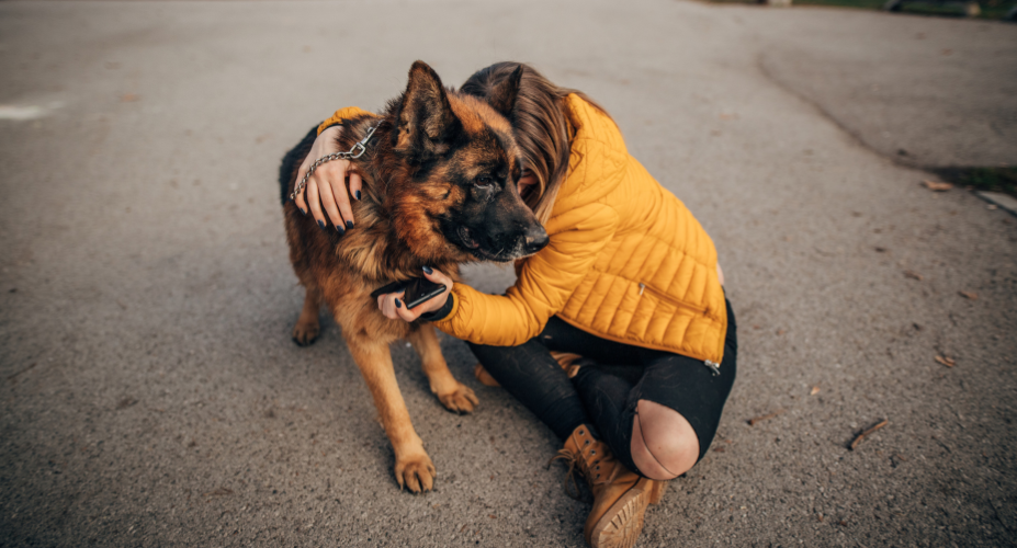Alsatian vs Rottweiler