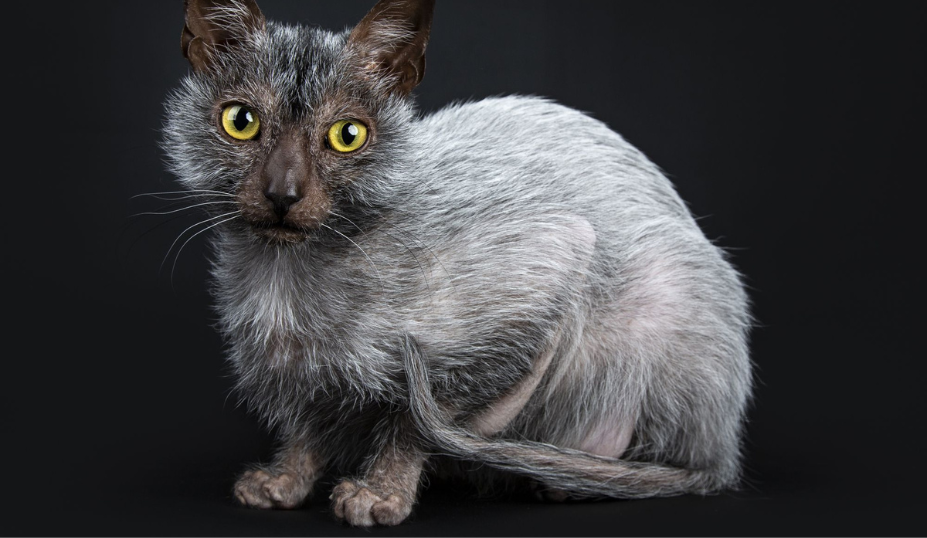 Lykoi Kittens - Petzooie