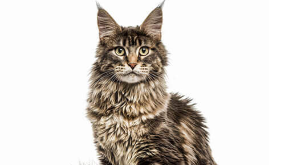 What are the main factors that Influence the price of the Main Coon? 