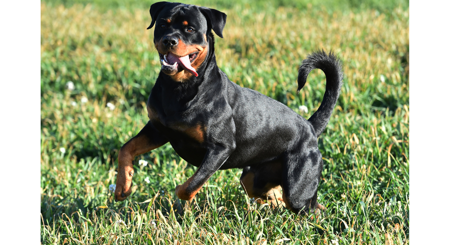 Rottweiler With Tail vs Without: The Debate Between Natural and Docked