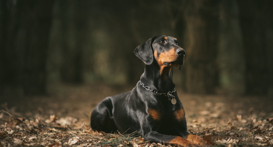 Trainability and Intelligence