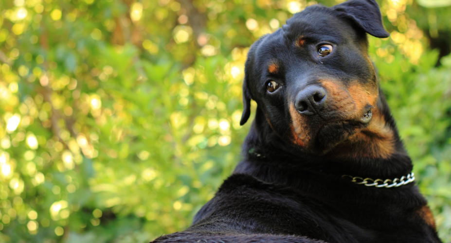 Beauceron vs Rottweiler vs Doberman Overview