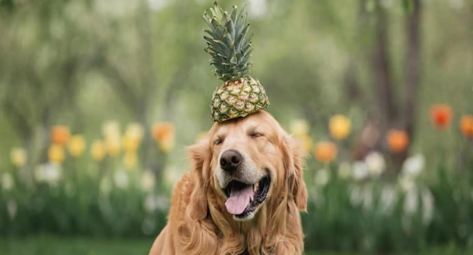 Safe Pineapple Consumption for Dogs