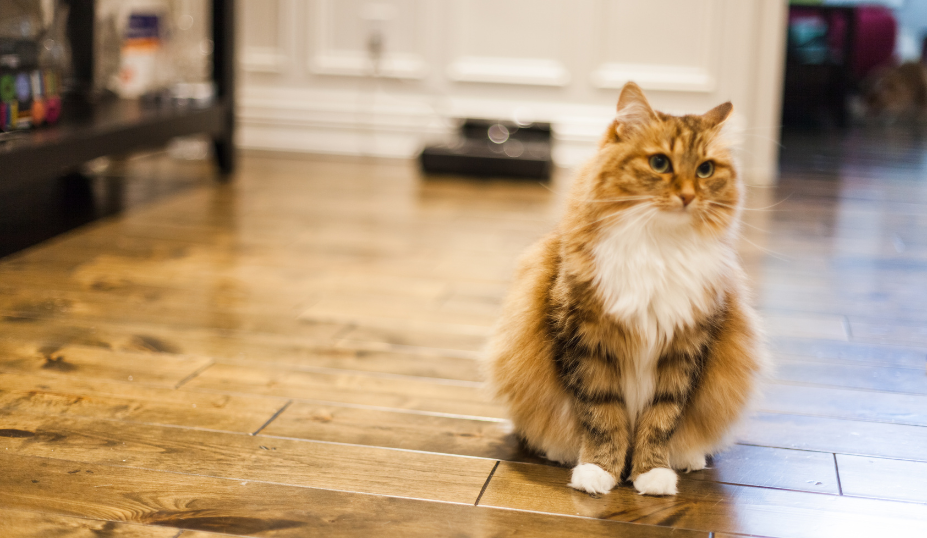 Norwegian Forest Cat vs Siberian Cat Comprehensive Guide