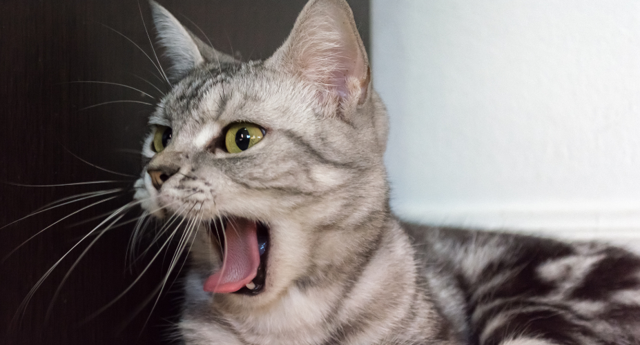 Origins of the American Shorthair