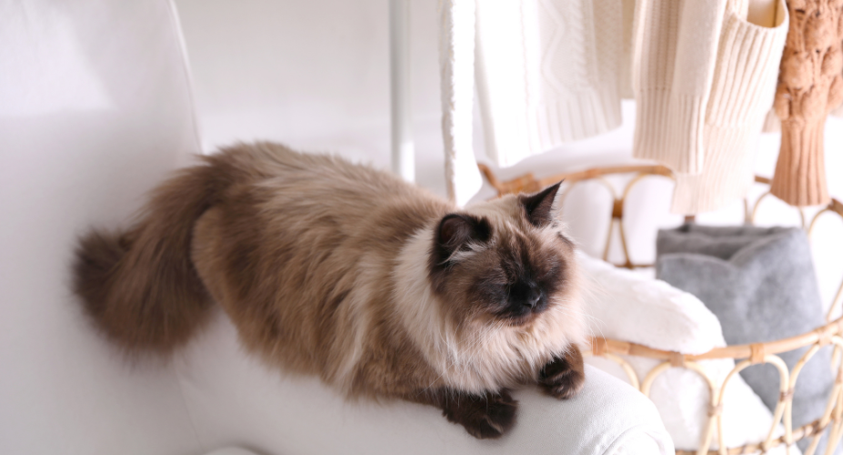 Balinese cats 