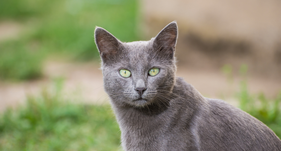 Diet, Exercise, and Environmental Enrichment Russian blue