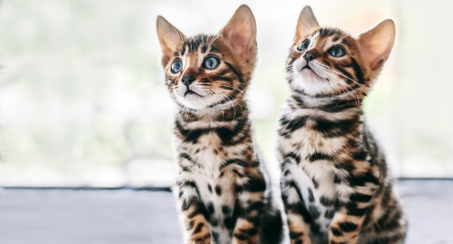 How Much Are Bengal Cats? A Comprehensive Guide for 2024